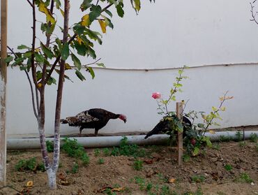 Cücələr: Hinduşka cücələri, Damazlıq — 27