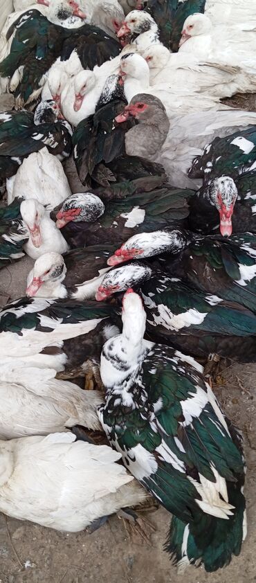 Ördəklər: Təcili satılır.Real alıcılar əlaqə saxlaya bilər — 29