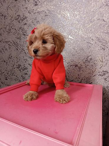 İtlər: Pudel, 2 ay, Dişi — 10