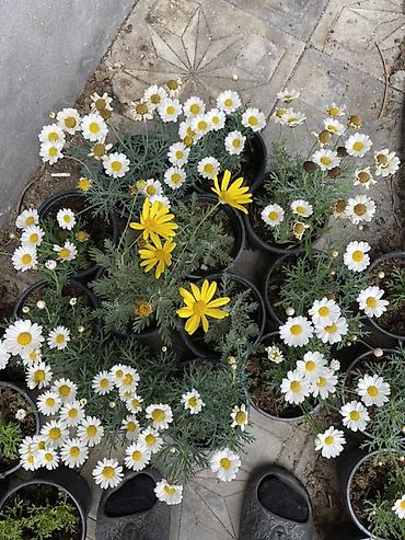 gul toxum satışı: Qırmızı sardunya, papatya və narıncı-akçaçiçək (tagetes) fidanları - — 10