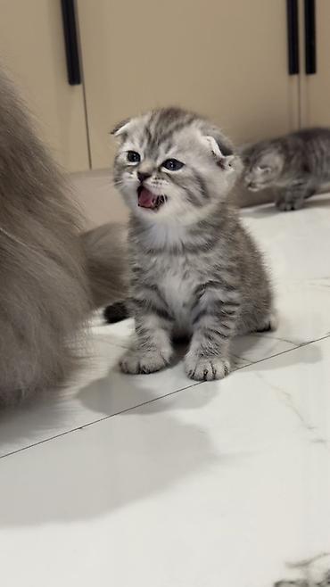Продажа кошек: Три кошки и один кот Породистые котята серебристого окраса — 29