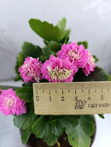 пл: В продаже крупные детки гибридных сортов каланхоэ по 🌹150 с, 🌹10 шт — 10