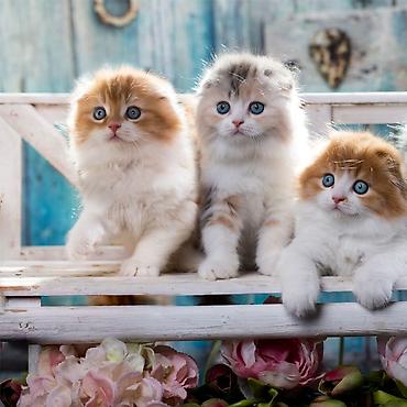 Pişiklər: Şotland — 1