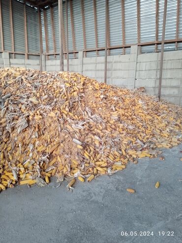 персидский кот цена: Кукуруза в початках оптом от 2х тонн, погрузка есть. Сокулукский район
