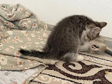 мини кошка: Отдам даром кошку — 2