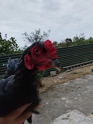 quslar haqqinda melumat: Həyratı xoruz.7 aylıqdır.Fotolarda görünməsə də Qanatlarında təbii — 5