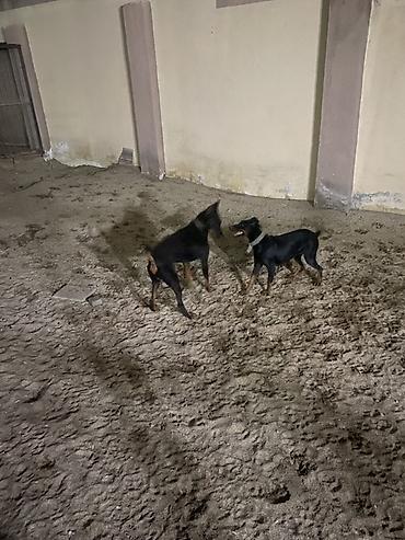 qurdbasar it: Doberman, 11 ay, Dişi, Ünvandan götürmə — 2