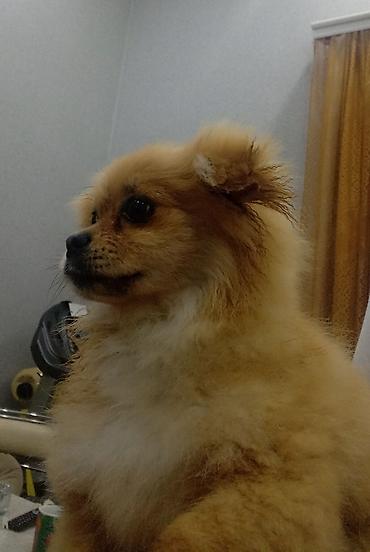 İtlər: Şpitz, 4 ay, Erkek — 3