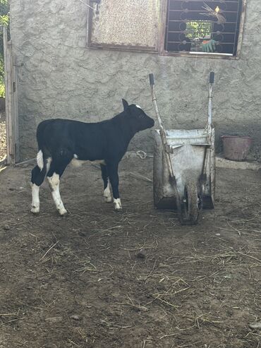erkey dana: 1 aylıq anqus erkək buzov. Anası anqusdur,atası simmental. Tam
