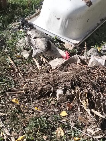 quş yuva: Məhsul: Xoruz Təsvir: - İri bədənli, güclü quruluşlu kənd xoruzu -