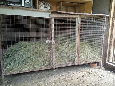 оборудование для стрижки овец: Товары и оборудование для с/х животных