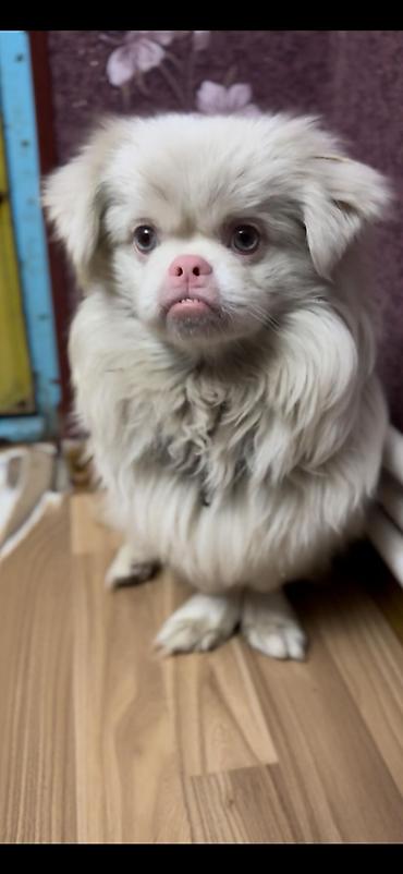 İtlər: Pekines — 1