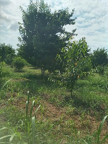 plastik cənlərin qiyməti: Xacmaz rayonu Gödekli kendinde 46 sot bağ satılır bağda 20 eded 14 — 2