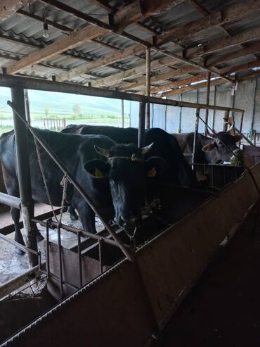 Коровы, быки: Продаю | Корова (самка) | Герефорд, Алатауская | На откорм, На забой, Для разведения