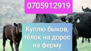 козулар сатылат: Сатып алам | Жылкылар, аттар, Уйлар, букалар | Союуга, этке, Күнү-түнү, Борго байлап семиртилген