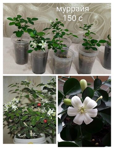 Комнатные растения: Муррайя Очень приятно пахнет Комнатные цветы Кара-Балта самовывоз