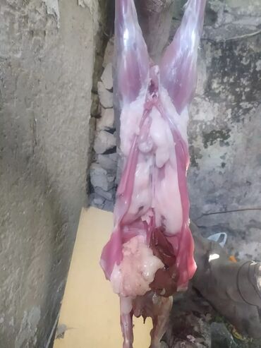 Ət: Dovşan eti halal kesilmiş halal ceki 1 ededi gelir 1k.800q. 1k.500q -da lalafo.az — 31 Ət: Dovşan eti halal kesilmiş halal ceki 1 ededi gelir 1k.800q. 1k.500q — 31