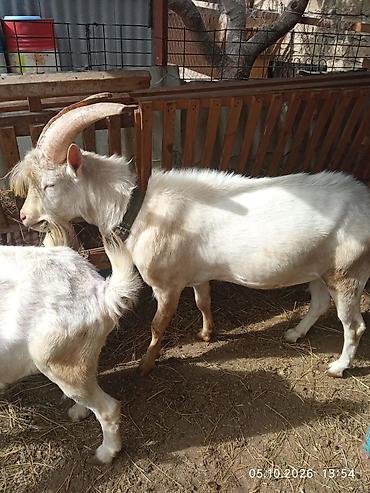 çepiş: Ağ rəngli keçilər – təsərrüfat üçün -Təmiz qan Sanni təkə. gələn — 2