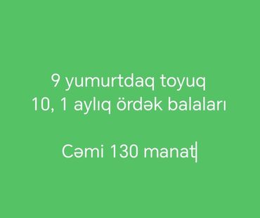 Akvariumlar: Toyuq, Yumurtalıq, Ünvandan götürmə