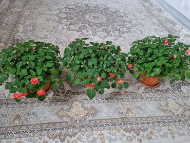 розмарин в горшке купить: Бальзамины (Impatiens, «Ванька мокрый») с махровыми