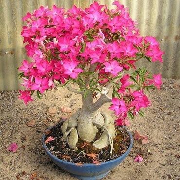 Уличные растения: Salam Adenium toxumları satılır tək tək satılmır 5 ədədi 10 manat