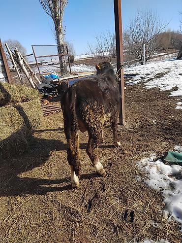 Коровы, быки: Продаю | Бык (самец) | Полукровка | На откорм — 31