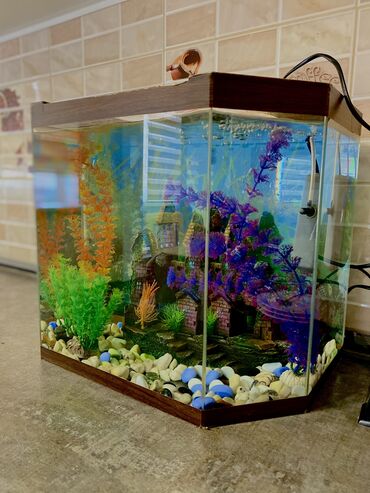 кормушка для рыб: Продаю аквариум с рыбами В связи с переездом Цена всего фильтром с