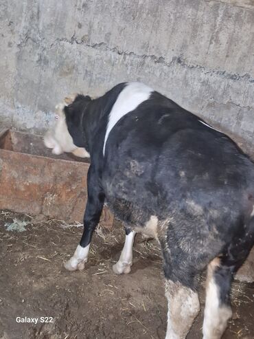 Dana, buzov: Satlıq: qaramal – erkək buzov/ dana - Növ: ətlik istiqamətli qarışıq — 9