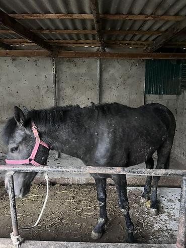 Лошади, кони: Продаю | Конь (самец) | Рабочий — 2