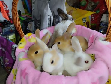 декоративные диванные подушки: Актуально!! Декоративные карликовые кролики порода вислоухие и