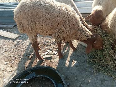 heyvan alqi satqisi: 3baş quzu var 1erkək diri 34 kq 1baş qala dişi bir baş Beyləqan dönmə — 2