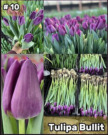 Организация мероприятий: Организация мероприятий | Букеты, флористика — 11