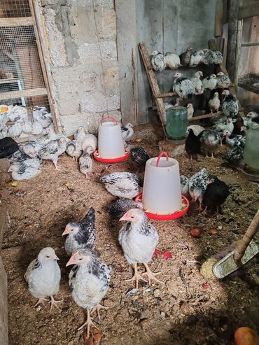 Toyuqlar: Toyuq, Damazlıq, Ünvandan götürmə — 4