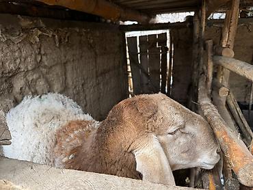 Баран, овца: Продаю | Овца (самка) | Для разведения | Племенные — 10