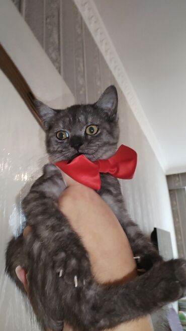 chow chow qiymetleri: Şinşilla, Dişi, Yaxşı əllərə, Ünvandan götürmə