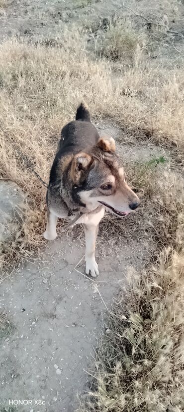 İtlər: 3 il, Erkek, Peyvəndli, Ünvandan götürmə — 7