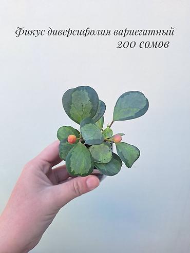фикус: 🪴 Фикусы разных сортов в продаже. 🌿 Названия сортов и цены указаны на — 7