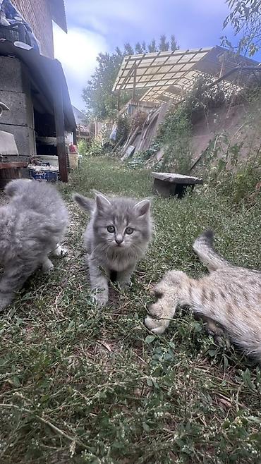 котята пушистые: Пушистые котята серого окраса - Порода: домашние коты (серые — 2