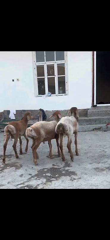 heyvan yemlərinin satışı: Qoyun – 3 baş, quyruqlu (yağlı quyruq) cins - Say: 3 baş gənc qoyun - — 8