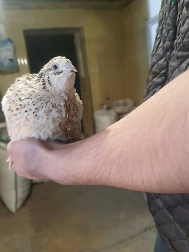 Птицы: Перепелки, Бөдөнө. Суточные, недельные, трехнедельные месячного — 10