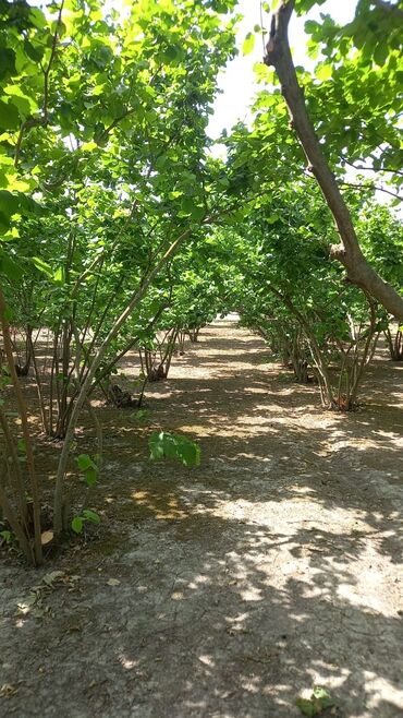 Həyət evləri və villaların satışı: Qiymət sondur. Əla yerləşmə: Heydər Əliyev küçəsi Yalama kəndinin — 7