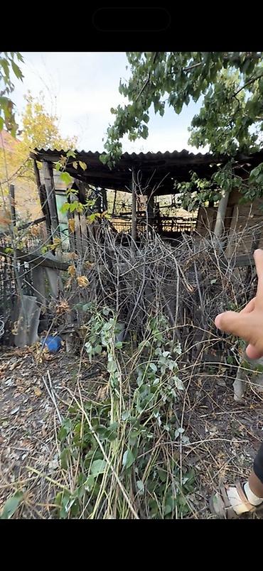 отдам даром комнатные цветы: Дрова. Разбирайте и забирайте сами. Все разом Три сарая из дерева — 5