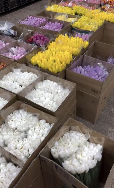 Цветы и букеты: Тюльпаны Оптом 🌼️ Хочешь покорить сердца миллионами улыбок? Начни с — 7