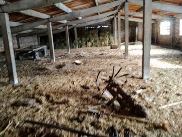 Сельхоз предприятия: Продаётся кошара 1500м2 с отдельным жилым домом 100м2 (внутри баня ) — 4