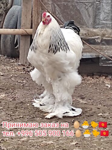 яйцо в Кыргызстан | МОЛОЧНЫЕ ПРОДУКТЫ И ЯЙЦА: Продается инкубационные яйцо и цыплята чистокровных кур брама светлые