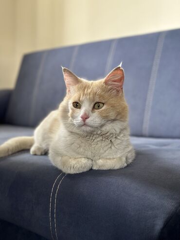 Коты: В поисках дома котик Персик По характеру очень милый мальчик