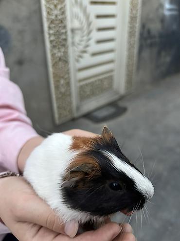 K/t heyvanları və malları: Trikolor dekorativ dəniz donuzu (guinea pig)(5 ededdir) - Cins — 3