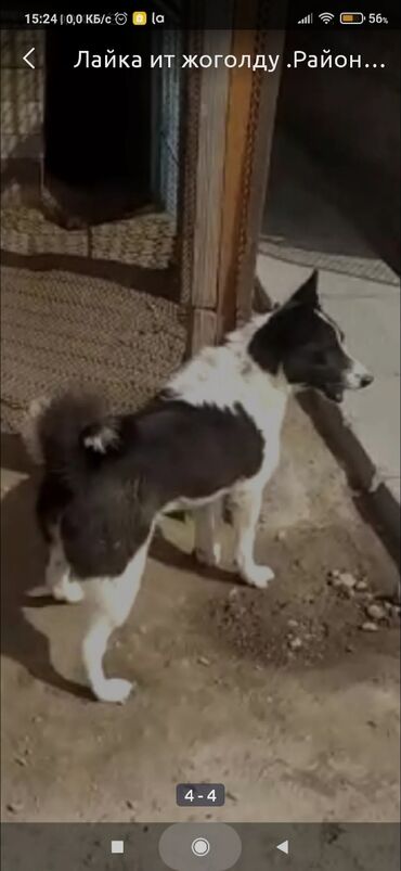 Собаки: Пропала собака порода Лайка.В районе Кудайберген . Вознаграждение за
