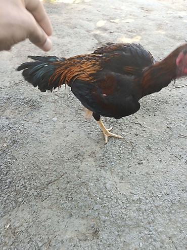 poni at satilir: Dekabr ayında çıxan beçədi oynaq heyvandi tayi olsa 1. 2 dqlik alan — 8
