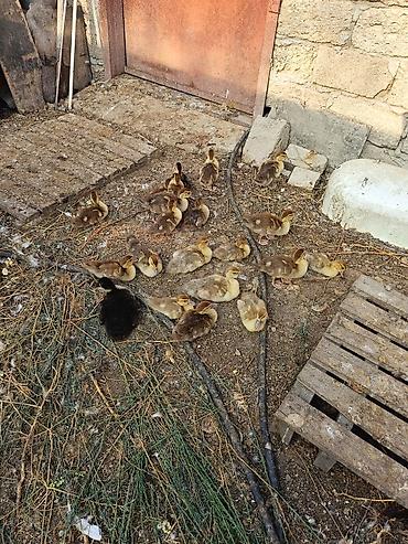 ördek: Muscovy ördəyi (indoutka) – damazlıq sürü və bala ördəklər - Cins — 3